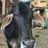 Vache dans une ruelle de Jaisalmer